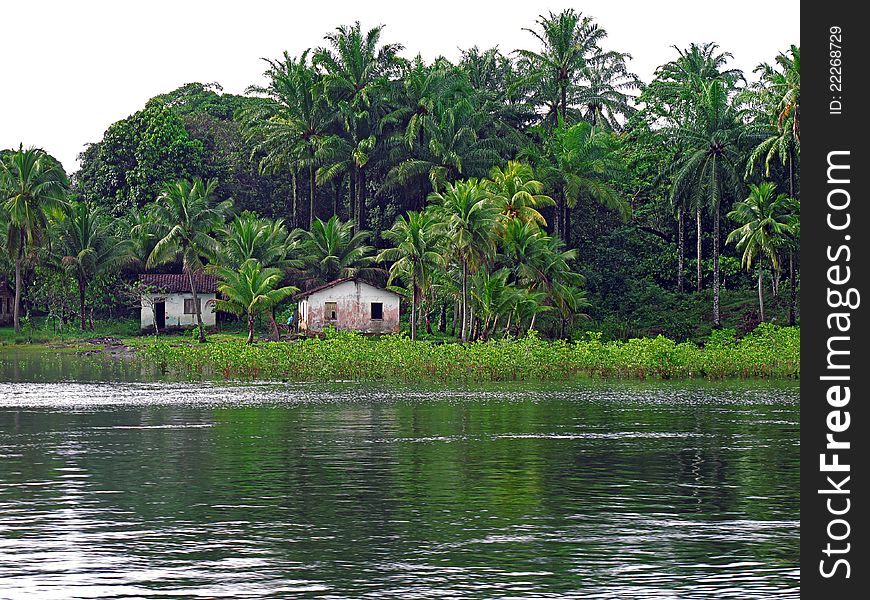 Houses In The Forest