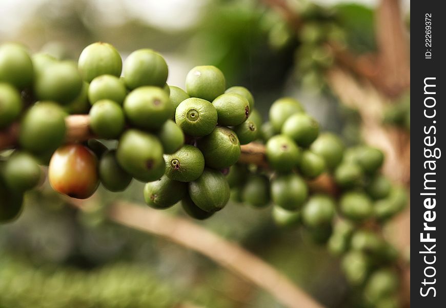 Raw coffee plant - with grean beans, up close. Raw coffee plant - with grean beans, up close