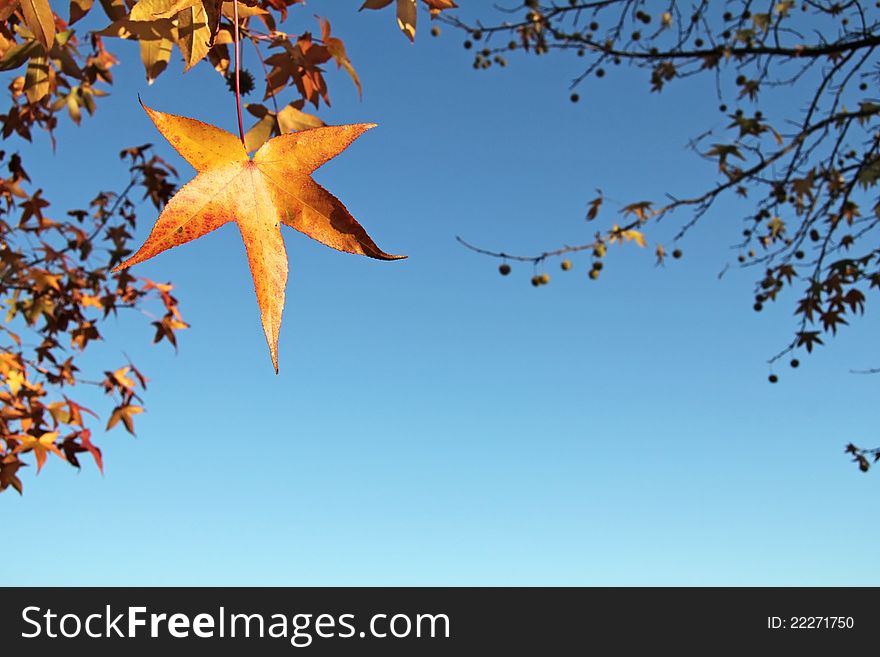 A natural autumn frame against a blue sky