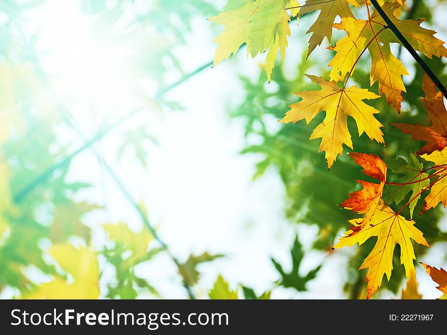 Colorful maple leaves and bright sunlight at fall season. Colorful maple leaves and bright sunlight at fall season