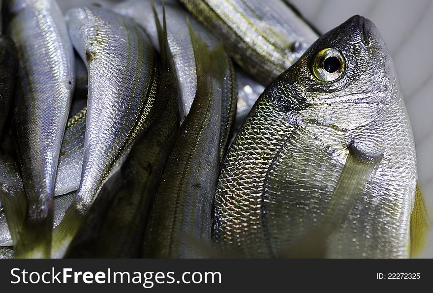 Some fishes at market place