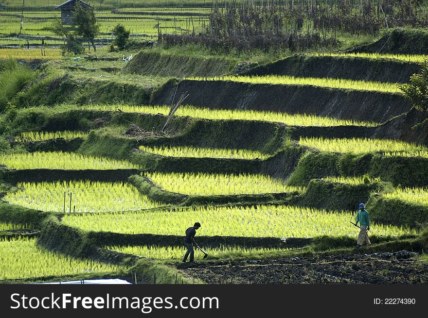 Farmers on daily work in the paddy field