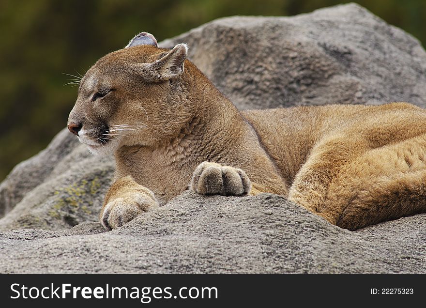 A majestic mountain lion female laying high on a rocky hill. Lazily taking up the first morning sunlight. A majestic mountain lion female laying high on a rocky hill. Lazily taking up the first morning sunlight.