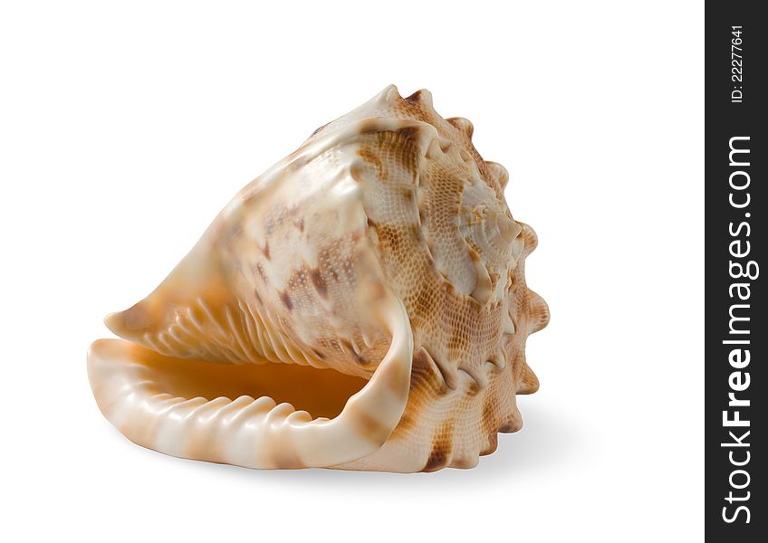 One sea-shell on white. One sea-shell on white