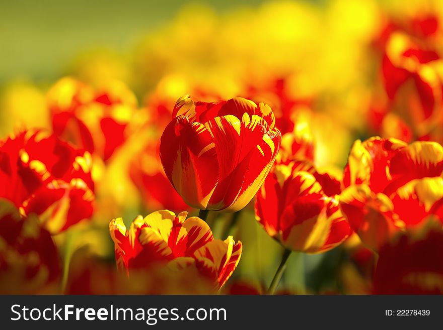 Beautiful spring multi-colored striped tulips
