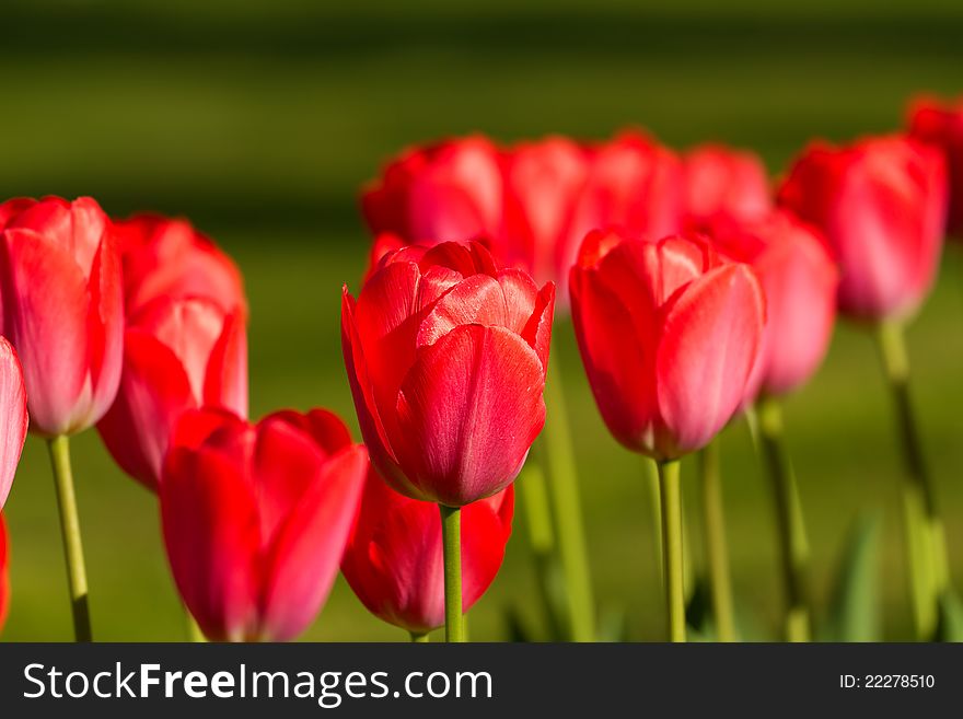 Beautiful red tulips in the sunlight