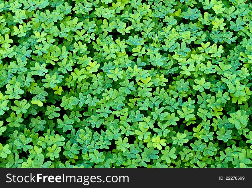 Close up of a nice, fresh clover field