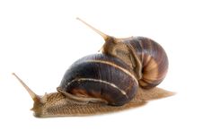 Snails Stock Image