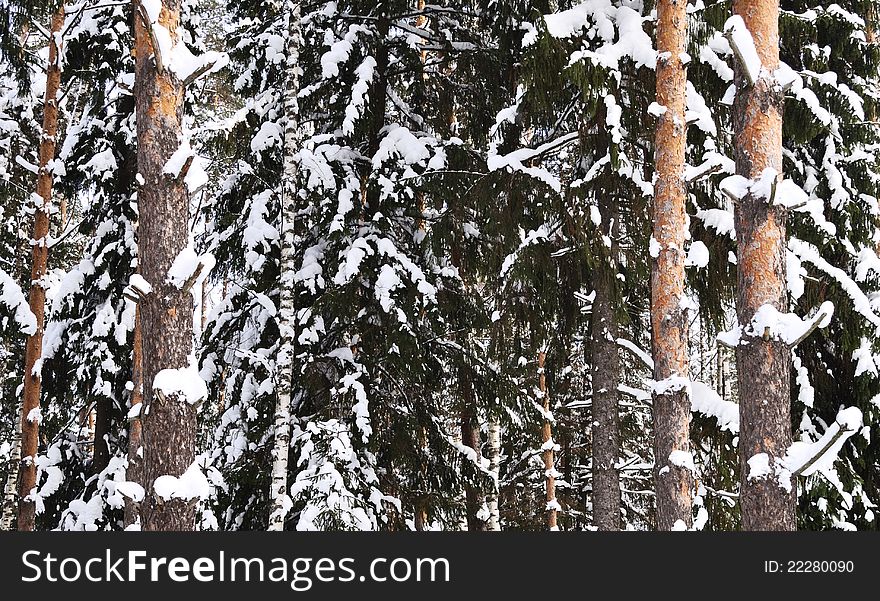 Snow-covered trunks of birch and pine in the winter forest. Snow-covered trunks of birch and pine in the winter forest