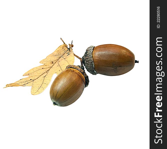 Two acorns and an oak leaf isolated on a white background.