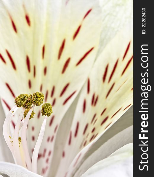 Close up image of Alstroemerias flower