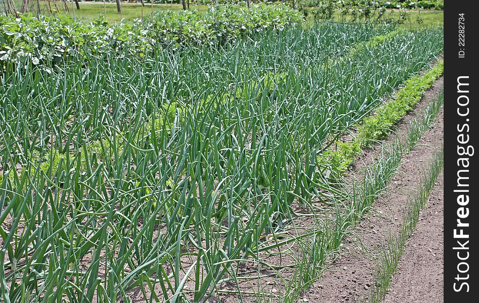 Rows of Crops in a Vegetable Garden.