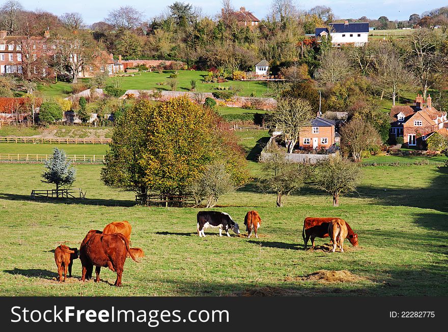 Cattle grazing in an English Meadow with Hamlet in the Background. Cattle grazing in an English Meadow with Hamlet in the Background