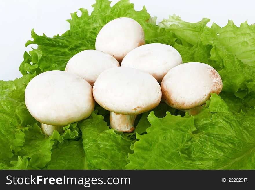 Champignon mushroom on white background