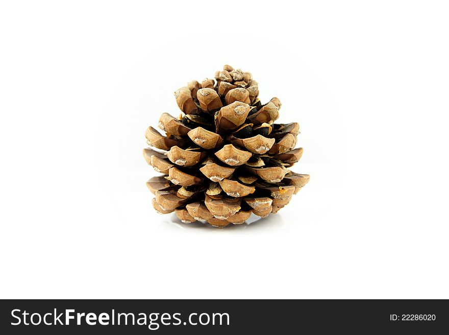 Big cone isolated on white background