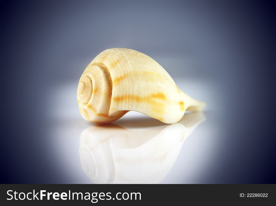 White seashell on violet background with reflection. White seashell on violet background with reflection