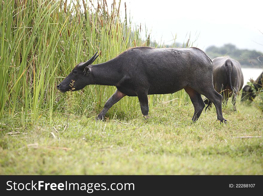 Thai Buffalo In Grass Field  Thailand.