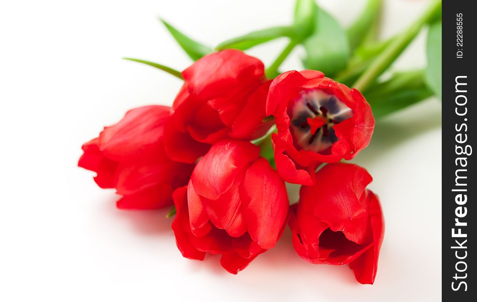 Red tulip on a white background. Red tulip on a white background