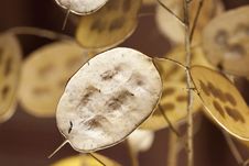 Free Growth Royalty Free Stock Photos - 22290618