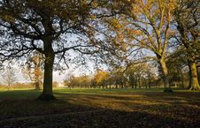 Avenue Of Oak And Ash Trees In Late Autumn Stock Images Avenue Of Oak And Ash Trees In Late Autumn Stock Images