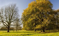 Avenue Of Oak And Ash Trees In Late Autumn Stock Photo Avenue Of Oak And Ash Trees In Late Autumn Stock Photo