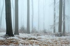 In Frosty Beechwood Stock Photography In Frosty Beechwood Stock Photography