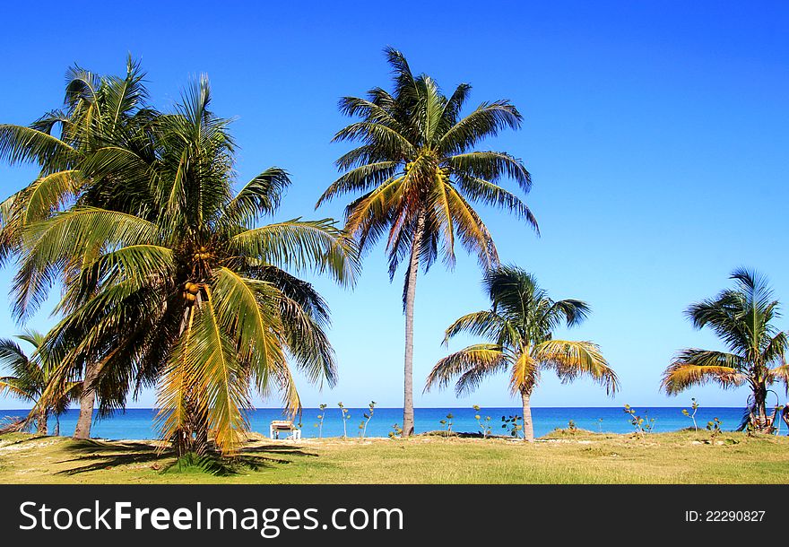 coconut palms in the bright blue ocean. coconut palms in the bright blue ocean