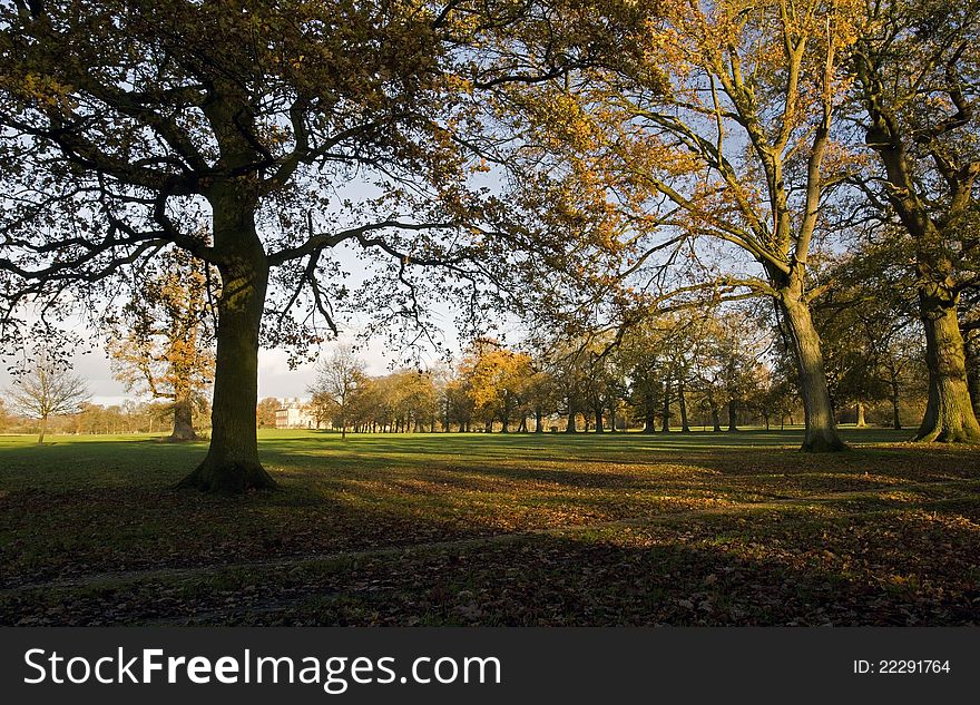 Avenue Of Oak And Ash Trees In Late Autumn
