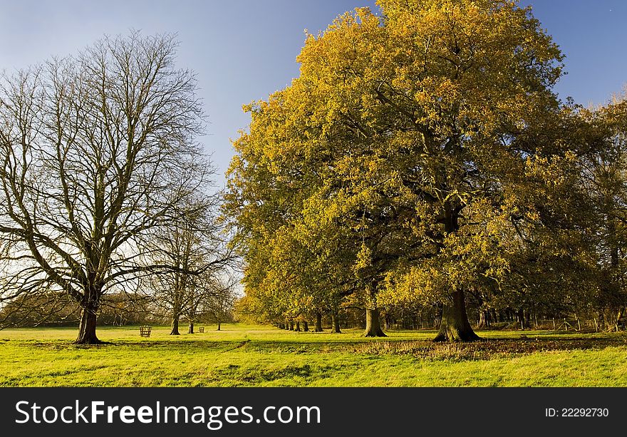 Avenue of Oak and Ash Trees in late Autumn, Stamford on Avon on the Leicestershire, Northamptonshire boarder, England