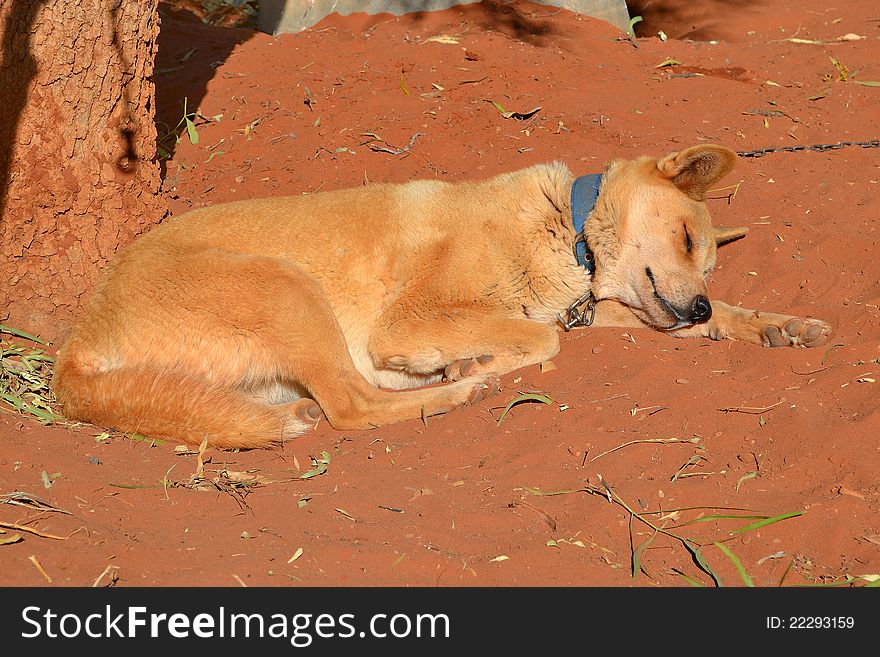 Chained Australian Dingo sleeping on the red sand.