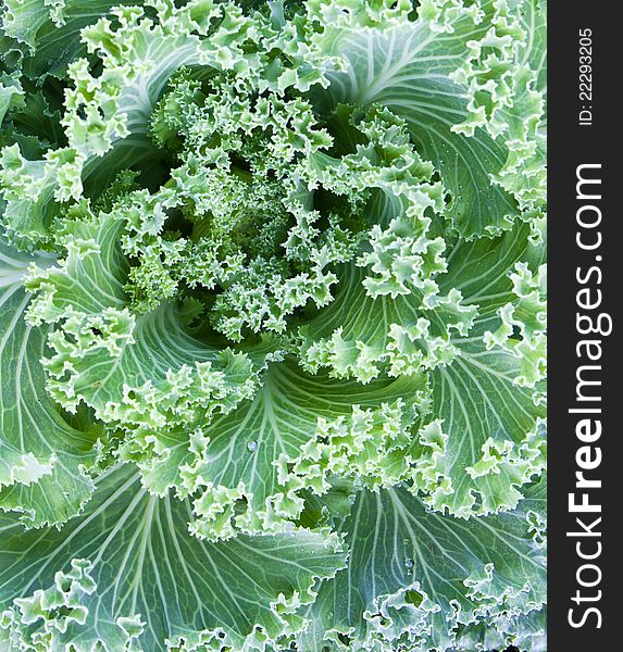 Fresh Cabbage (brassica oleracea) plant leaves