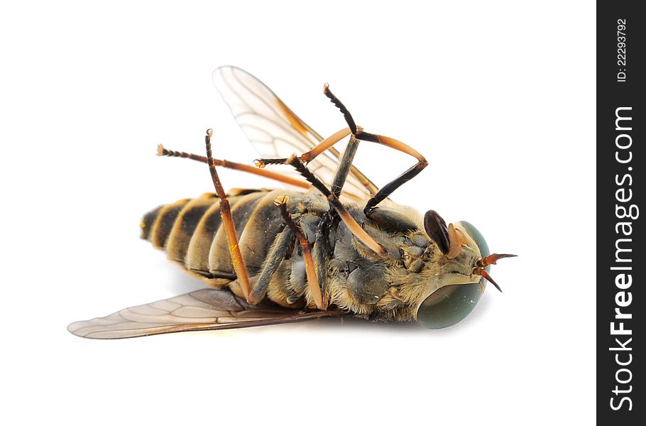 A close-up shot of a horse fly (botfly) lying on the back on a white background. A close-up shot of a horse fly (botfly) lying on the back on a white background