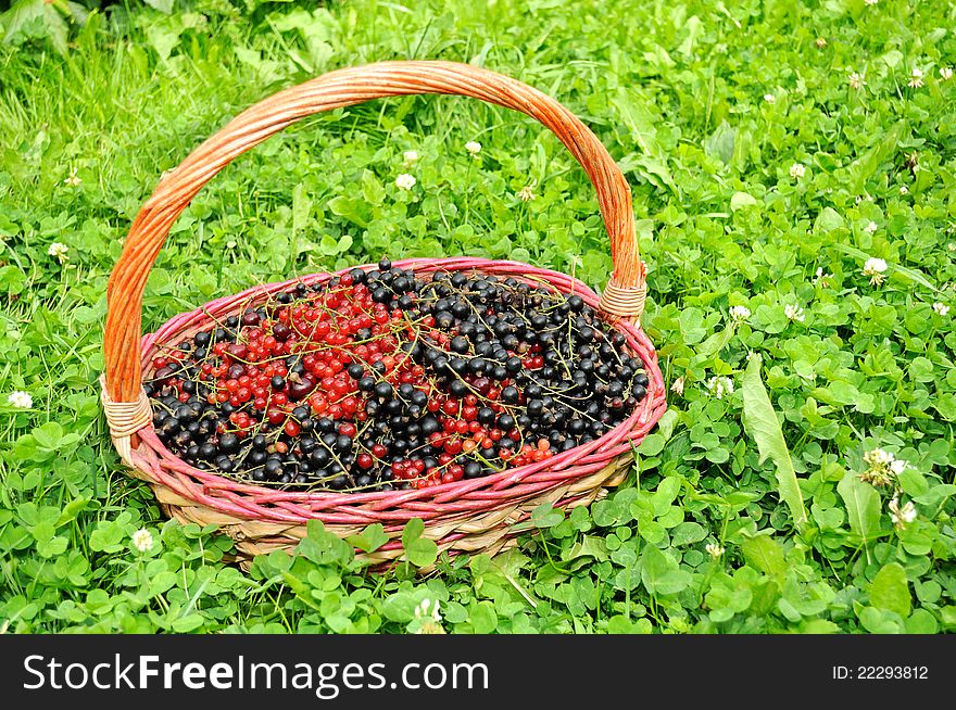 A basket full of fresh berries (black and red currants) in green grass in summer. A basket full of fresh berries (black and red currants) in green grass in summer