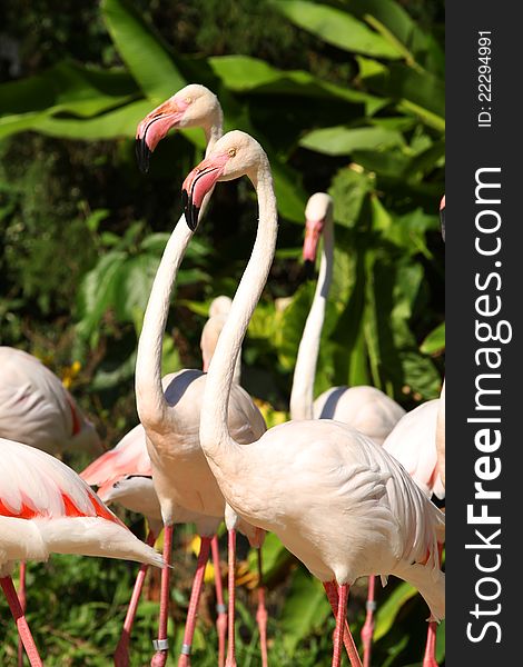 Flamingos in the open zoo Thailand