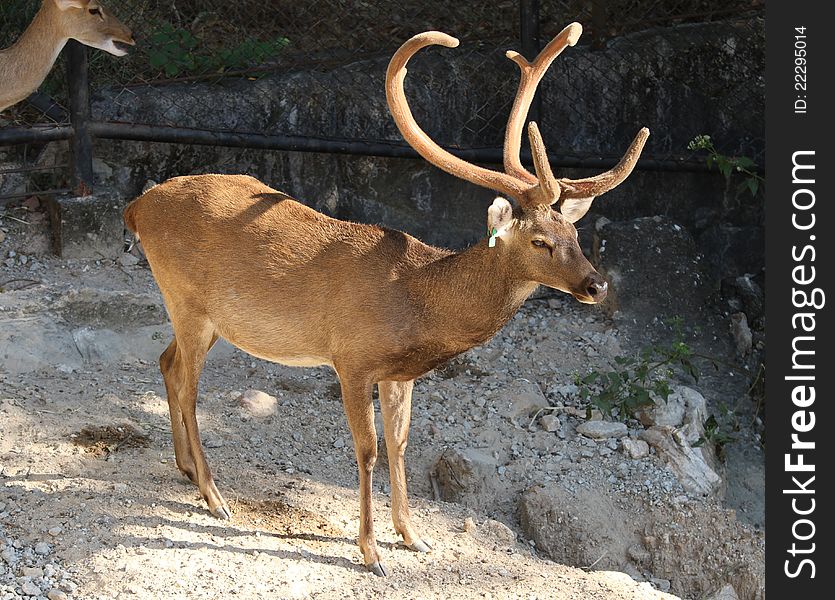 Deer in the open zoo Thailand