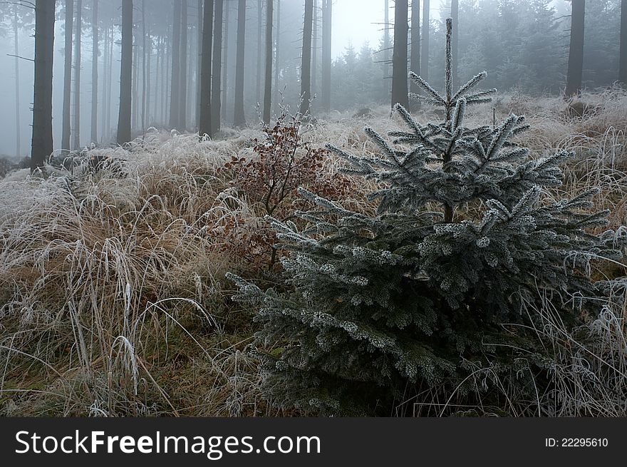 Young spruce tree in frosty pine - wood.