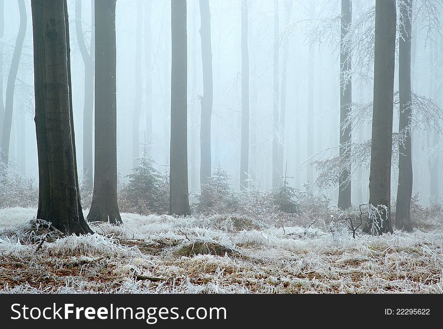 In frosty beechwood with fog in backcloth.