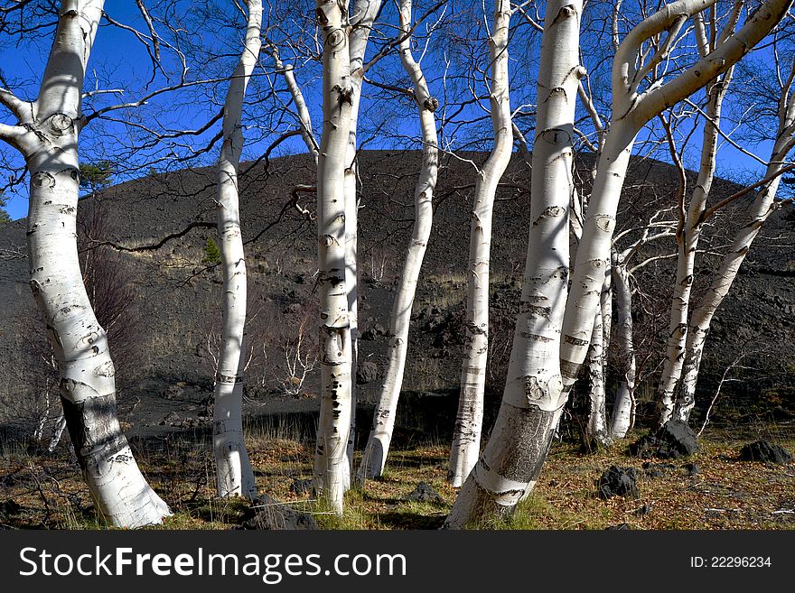 Natural scenery of the Etna Regional Park in Zafferana - Catania (Sicily)