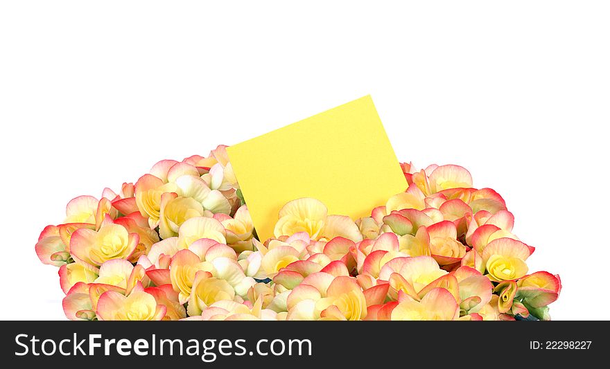 Nice bunch of yellow flowers with blank greeting card on white background. Nice bunch of yellow flowers with blank greeting card on white background