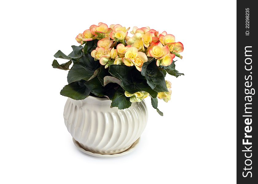 Nice yellow begonia flowers in flowerpot on white background. Isolated with clipping path. Nice yellow begonia flowers in flowerpot on white background. Isolated with clipping path