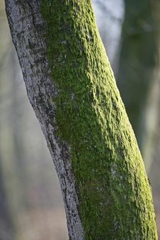 Free Tree Trunk Stock Photo - 2231960