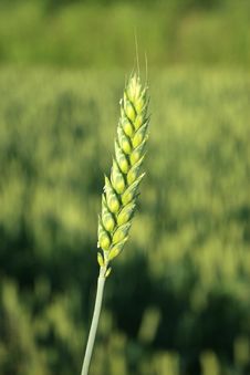 Detail Of A Wheat Stock Image Detail Of A Wheat Stock Image