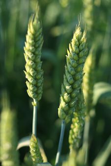 Detail Of A Wheat Royalty Free Stock Images Detail Of A Wheat Royalty Free Stock Images