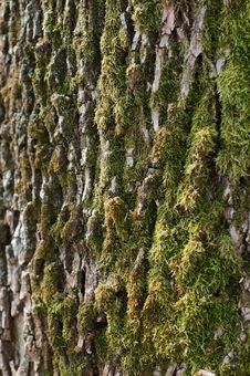 Bark, Moss Royalty Free Stock Photography