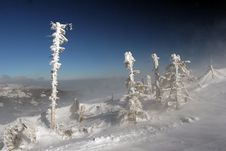 Frozen Broken Trees Stock Photo Frozen Broken Trees Stock Photo