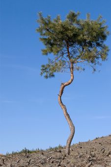 Lonely Pine Tree Stock Photo Lonely Pine Tree Stock Photo