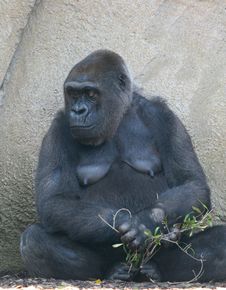 Female Gorilla Royalty Free Stock Images