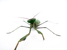 Grasshopper Royalty Free Stock Image