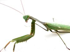 Grasshopper Royalty Free Stock Photos