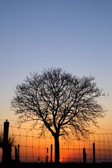 Sunset With Tree Royalty Free Stock Image